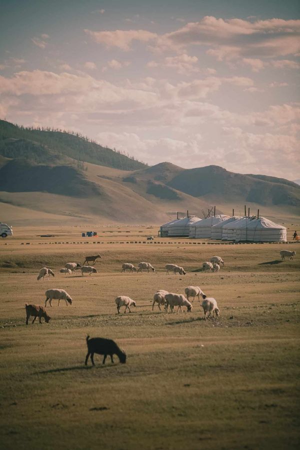 Mongolian Yurts and Herd
