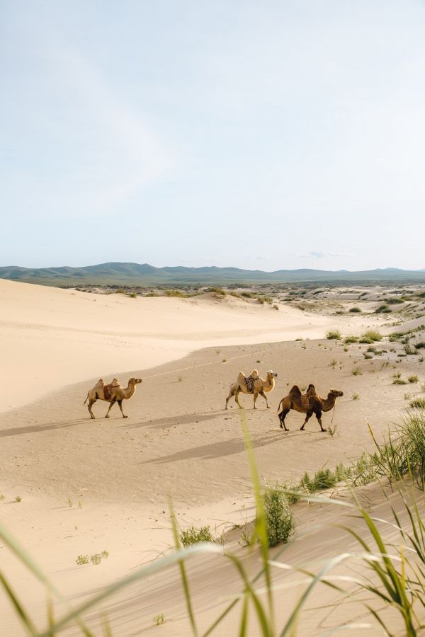 Camels in the Mongolian Desert